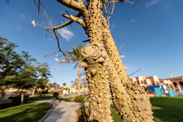 Close-up of a tree trunk with large thorns in Egypt, Africa. Ceiba Speciosa or Chorisia Speciosa (silk floss tree)