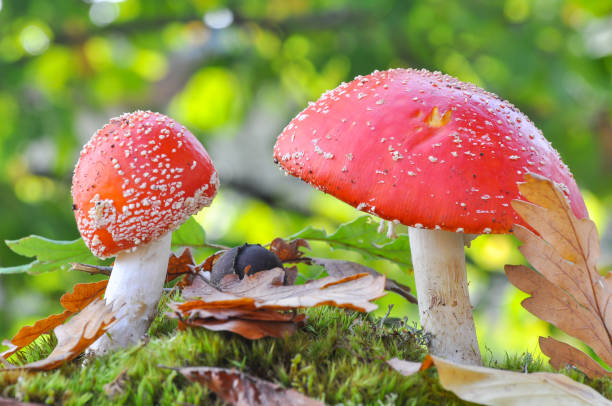 istock Group of Cluster or Fly Agaric in grass 1073724690