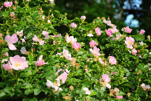 Bushes blooming wild rose bright afternoon, natural background