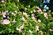 Bushes blooming wild rose