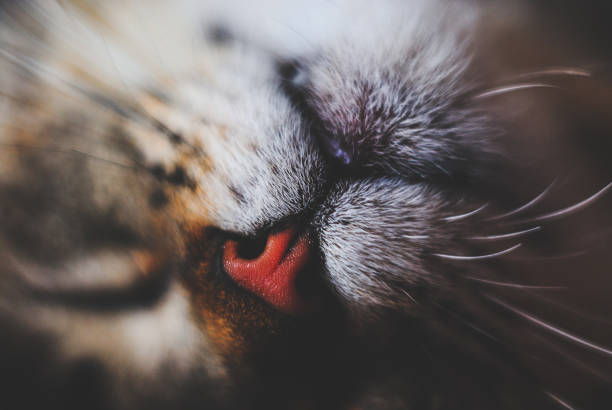 istock Muzzle of a lazy domestic cat 1073732514