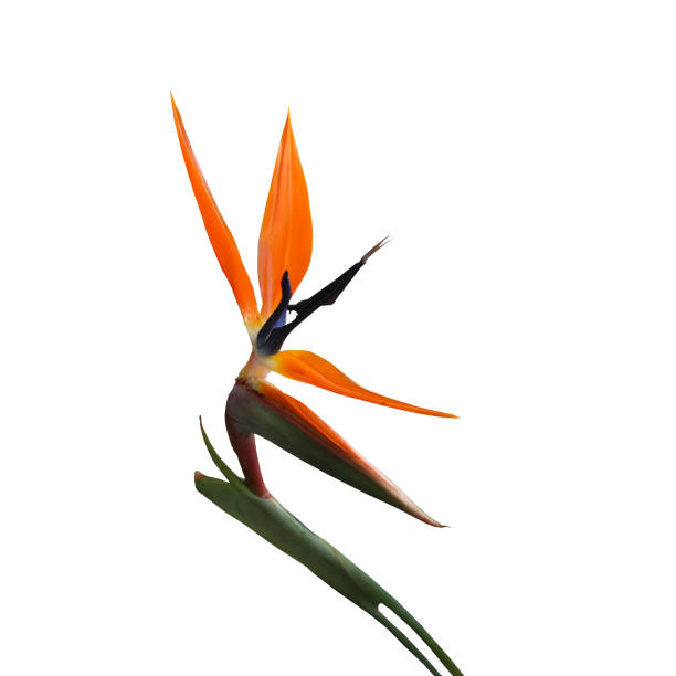 istock Birf of Paradise flower isolated 1073733728