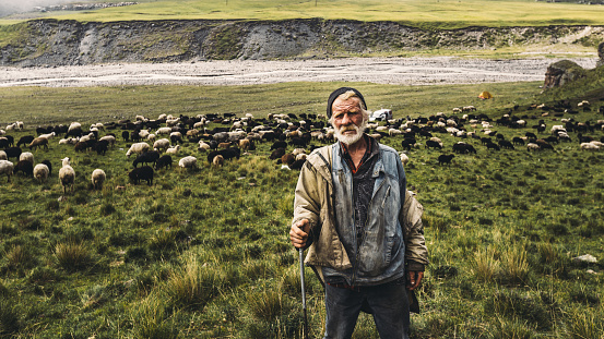 Portrait of shepherd with sheep on a field in the mountains. The concept of modern agriculture and organic products