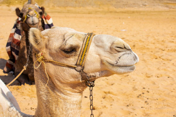 istock Egyptian Bedouin Camels 1073741802