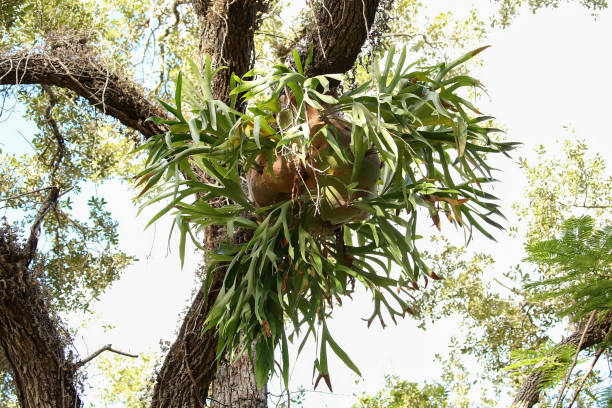 Staghorn fern Giant staghorn fern growing in the wild on a live oak tree.  Staghorns are propagated by spores that reside under the tips of their leaves. sponger stock pictures, royalty-free photos & images
