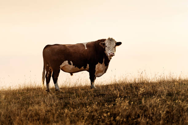 Large Hereford bull eyeing up the photographer in a field of long grass in the late evening summer light. Photographed on the island of Møn in Denmark. The herd is organic and they roam freely around the picturesque fields on the island. Colour, horizontal with some copy space.