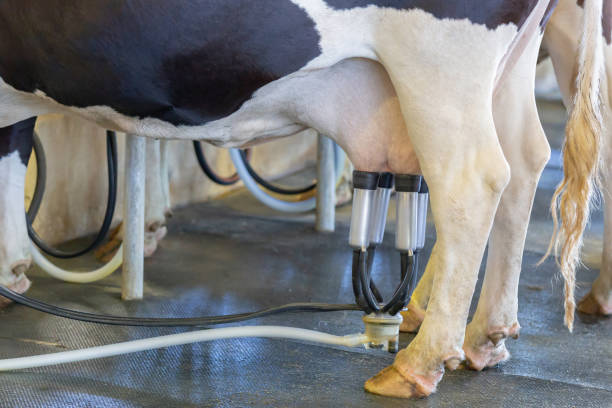 Cow milking facility and machine milking equipment in farm, selective focus. Cow milking facility and machine milking equipment in farm, selective focus. milking unit stock pictures, royalty-free photos & images