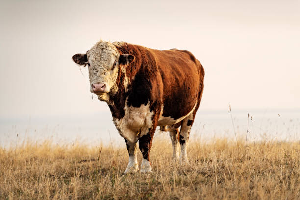 istock Large Hereford bull in the field 1073748198