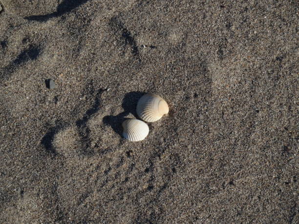 istock Sea shells on the sea shore 1073751202