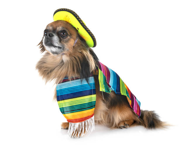 istock little chihuahua 1073755654
