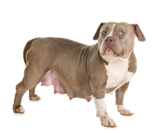 pregnant american bully pregnant american bully in front of white background"n american bully dog stock pictures, royalty-free photos & images