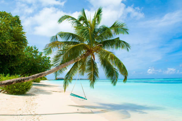 istock Wooden swing on a rope on a palm tree 1073760354