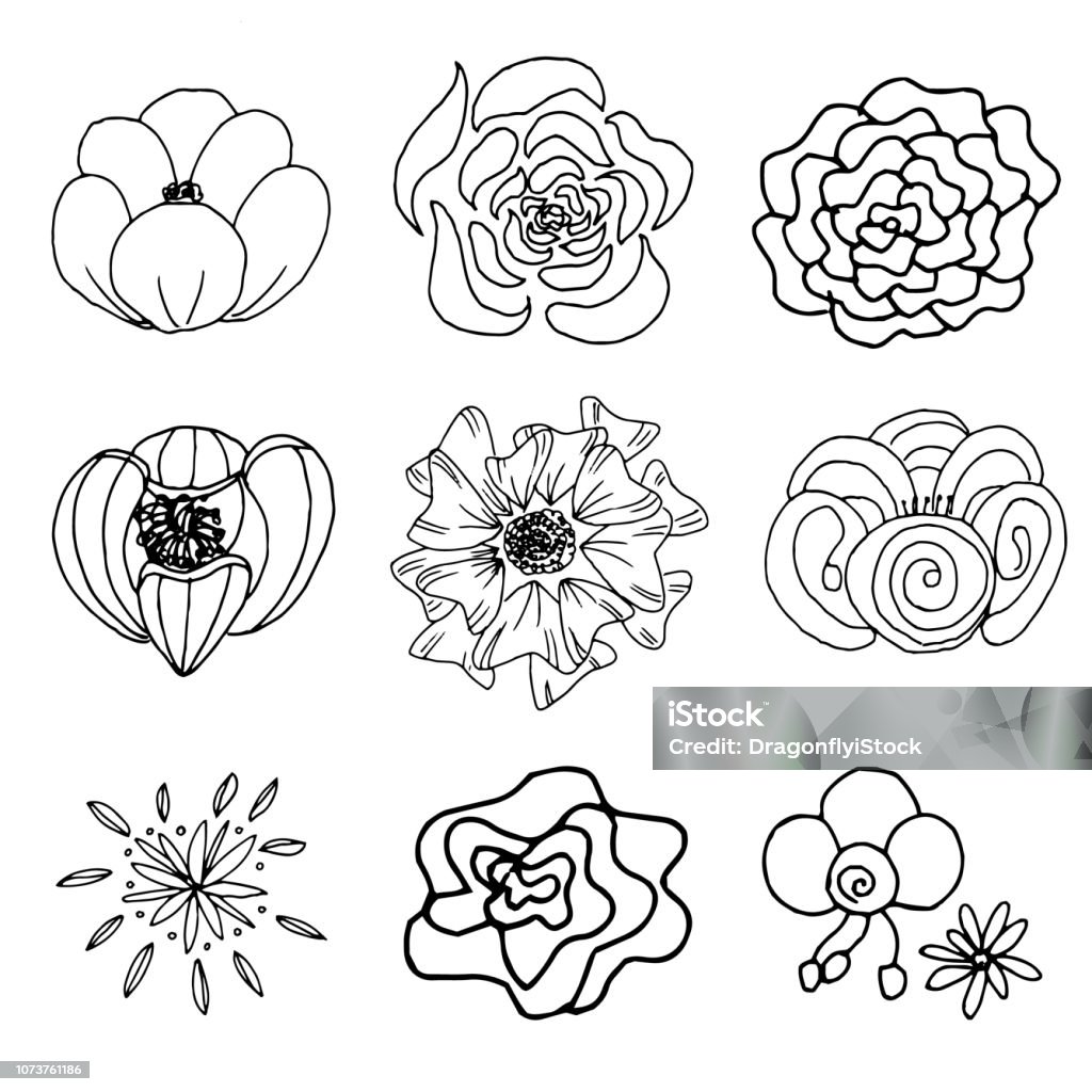 Flower Outline Transparent Stock Illustration - Download Image Now ...