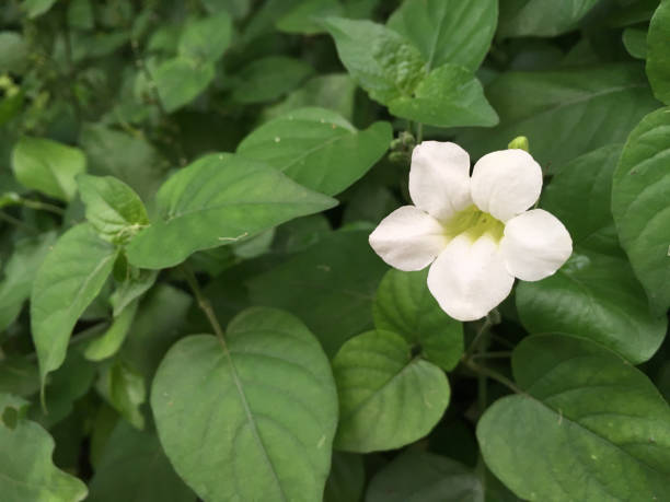 istock Fresh Green Foliage with Flower  Background 1073766398
