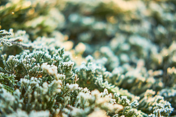 Frozen green corniferros bush macro abstract detail