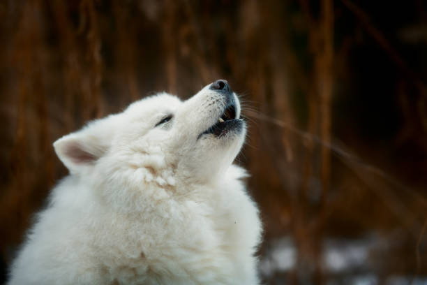 istock Samoyed white fluffy dog funny portrait 1073785198
