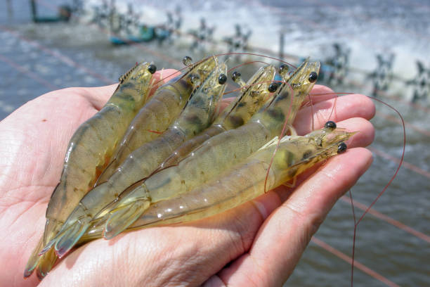 White shrimps or Litopenaeus vannamei on hand in close up view at Aquatic farm. Fresh prawn have high protein and delicious taste for every seafood menu. Homemade food concept. aquaculture photos stock pictures, royalty-free photos & images