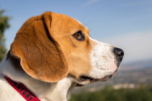 istock Portrait lovely dog ​​breed Beagle 1073792140