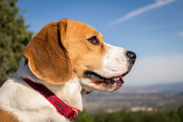 istock Portrait lovely dog ​​breed Beagle 1073792170