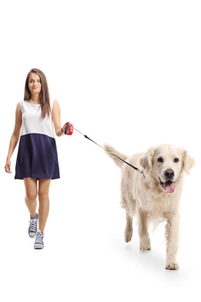 istock Young female walking a labrador retriever dog 1073792206