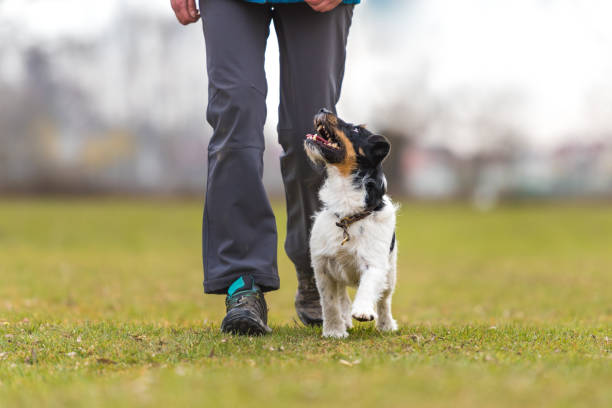 perfect heelwork mit eine kleine jack russell terrier hund - action dog outdoors animal trainer stock-fotos und bilder