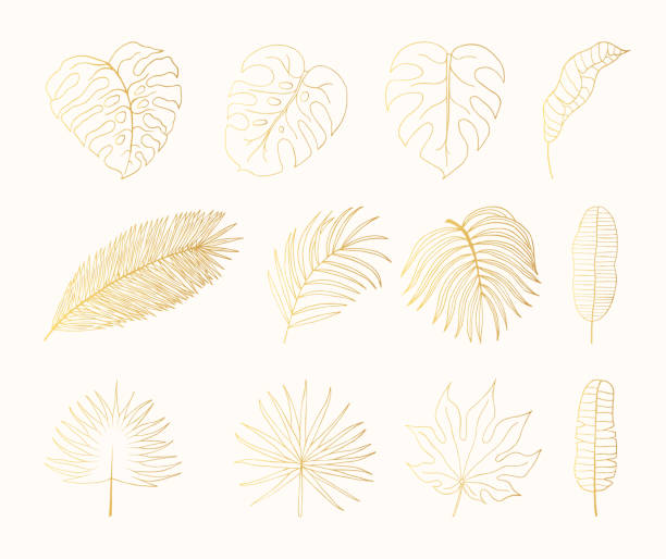 handgezeichnete golden tropischer regenwald verlässt. aralia, monstera, banane, palm leaf botanische blattgold. isolierte vektor-illustration. - gold leaf stock-grafiken, -clipart, -cartoons und -symbole