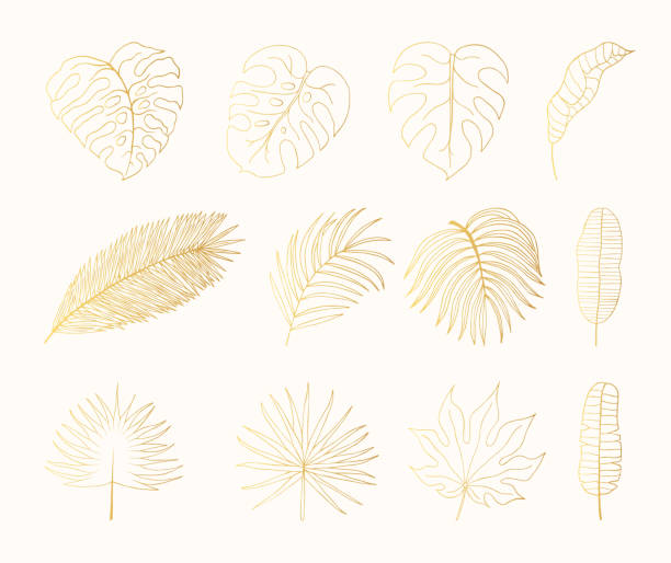 ręcznie rysowane złote tropikalne liście lasów deszczowych. aralia, monstera, banan, liść palmowy botaniczny złoty liść. wektor izolowana ilustracja. - egzotyka obrazy stock illustrations