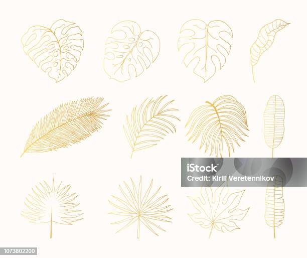 Hand Drawn Golden Tropical Rainforest Leaves Aralia Monstera Banana Palm Leaf Botanical Gold Leaf Vector Isolated Illustration Stock Illustration - Download Image Now