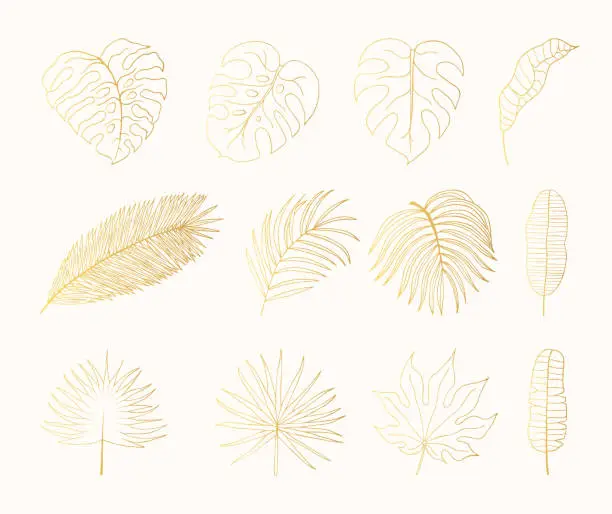 Vector illustration of Hand drawn golden tropical rainforest leaves. Aralia, monstera, banana, palm leaf botanical gold leaf. Vector isolated illustration.