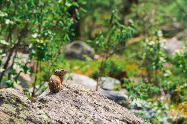 Photo of Pika rodent on stones in highlands. Small curious animal on colorful rocky hill. Little fluffy cute mammal on picturesque boulders in mountains. Small mouse with big ears. Little nimble pika.