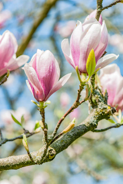magnolia de printemps et ciel bleu - spring magnolia flower sky photos et images de collection