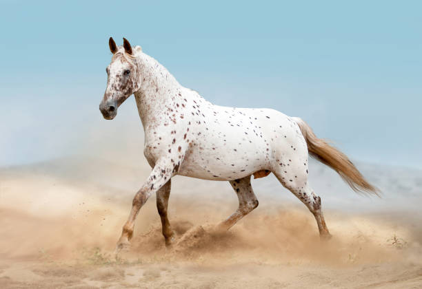 Horses in desert Horses in the desert appaloosa stock pictures, royalty-free photos & images