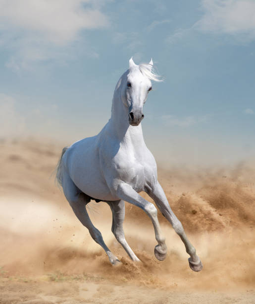 Horses in desert Horses in desert arabian horse photos stock pictures, royalty-free photos & images