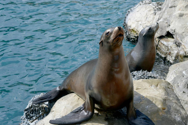 istock Sea lions on the coast 1073820856