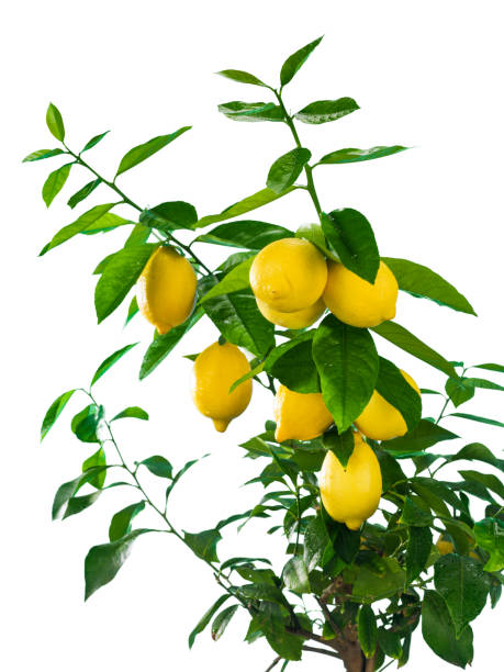 istock Lemon branch with fruits on white background 1073821352