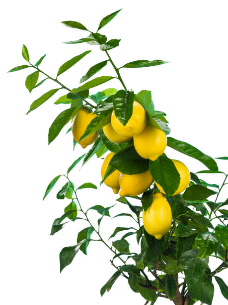 istock Lemon branch with fruits on white background 1073821378
