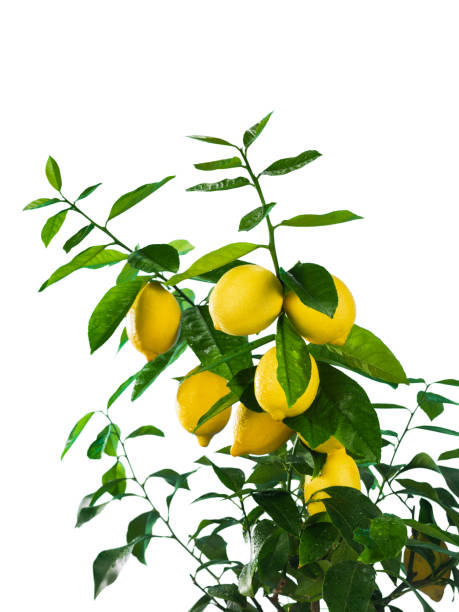 istock Lemon branch with fruits on white background 1073821390