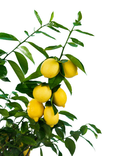 istock Lemon branch with fruits on white background 1073821392
