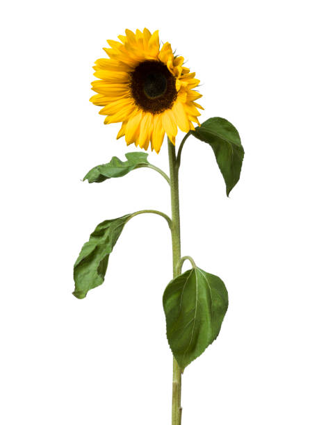 istock Sunflower flower on white background 1073821426