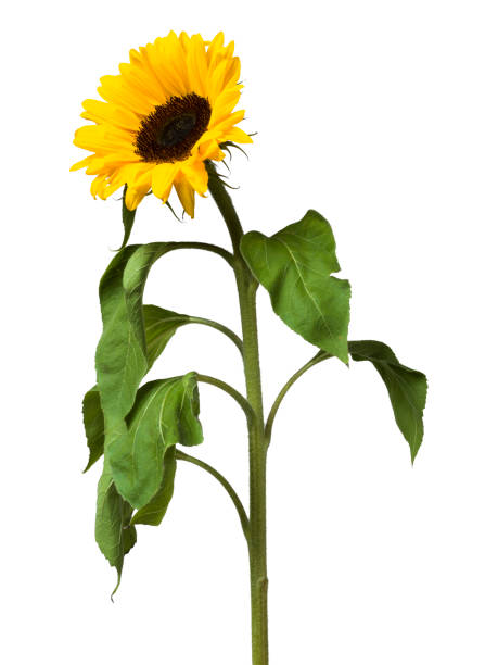 istock Sunflower flower on white background 1073821460