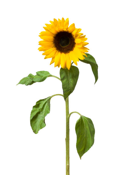 istock Sunflower flower on white background 1073821462