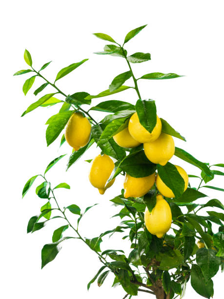 istock Lemon branch with fruits on white background 1073821466