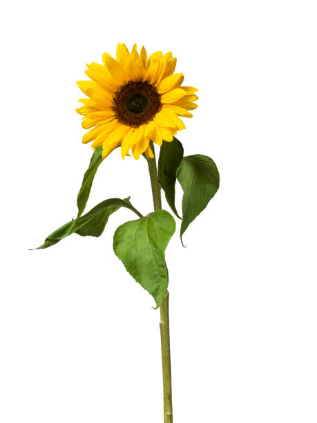 istock Sunflower flower on white background 1073821474