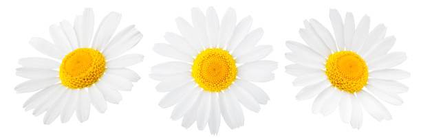 istock Daisy flower isolated on white background 1073821716