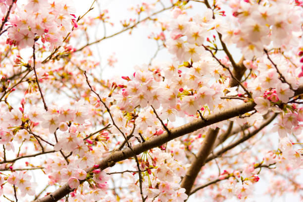 istock Sakura flower on nature background. 1073823606