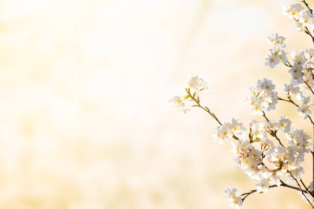 istock Sakura flower on nature background. 1073823608