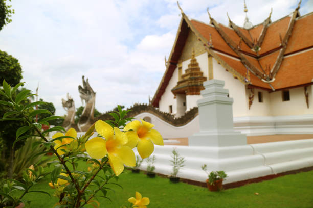 Closed Up Yellow Flowers with Raindrops, with Blurred Wat Phumin Buddhist Temple in Background, Historic Place in Nan Province, Thailand