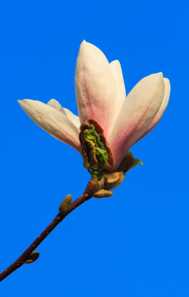 istock Blooming Saucer Magnolia flower 1073828410