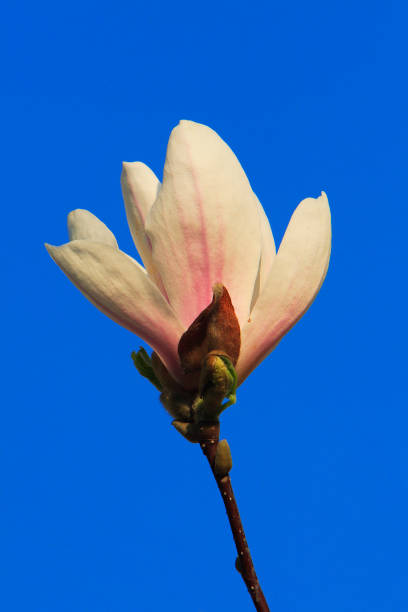 istock Blooming Saucer Magnolia flower 1073828554