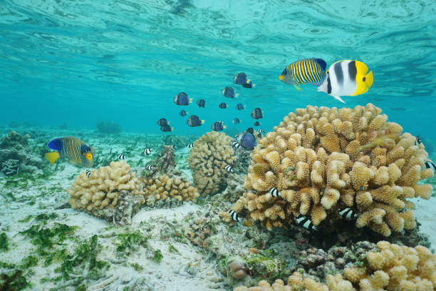 Fish and coral Moorea lagoon French Polynesia stock photo